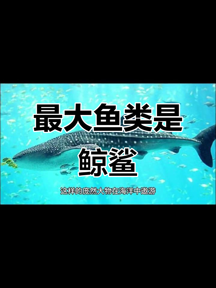 鲸鲨才是最大的鱼,鲸鱼只是哺乳动物?