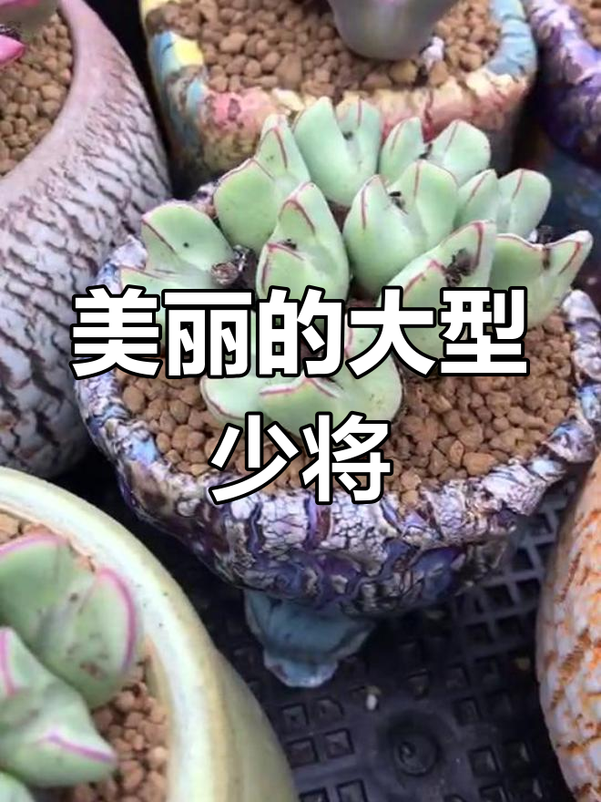 赤耳少将:大型肉锥的魅力
