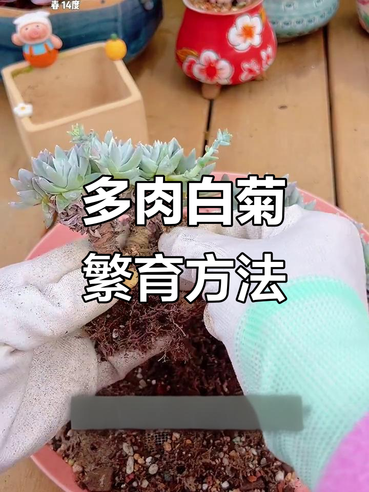 白菊多肉繁殖技巧,从分株到换盆全攻略