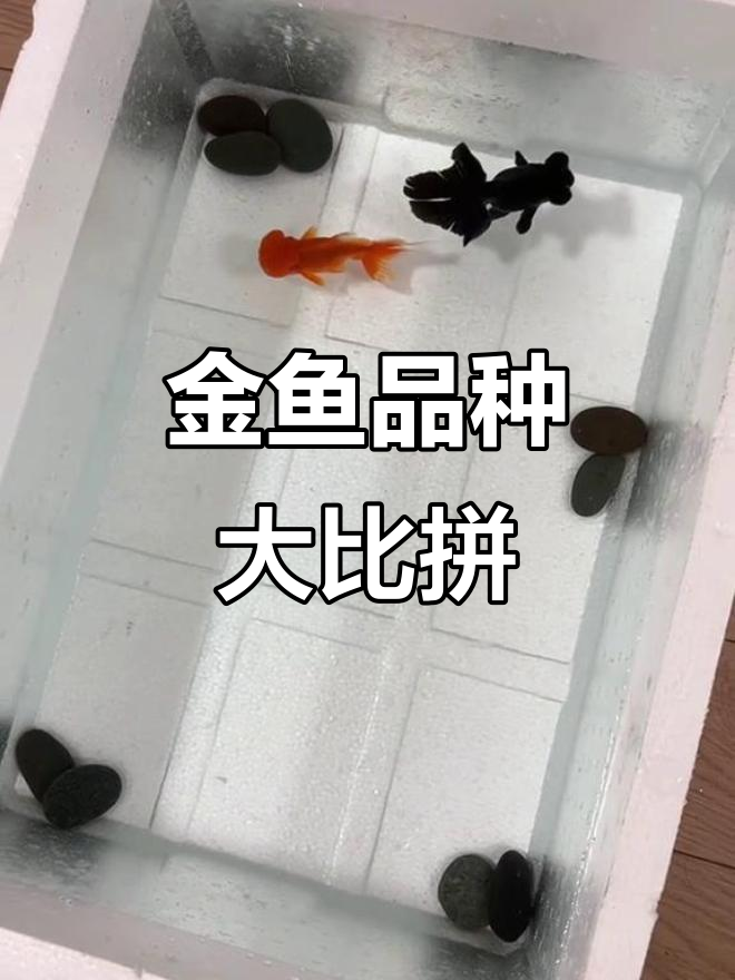 狮子头金鱼与龙睛金鱼的魅力对比,哪种更可爱?