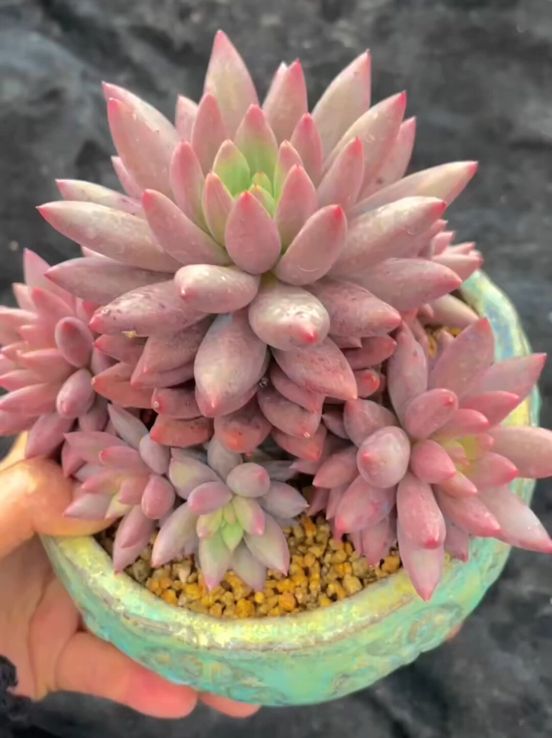 多肉植物红蜻蜓养护方法