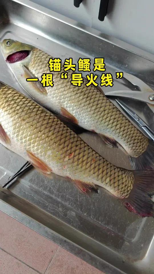 锚头鳋 草鱼