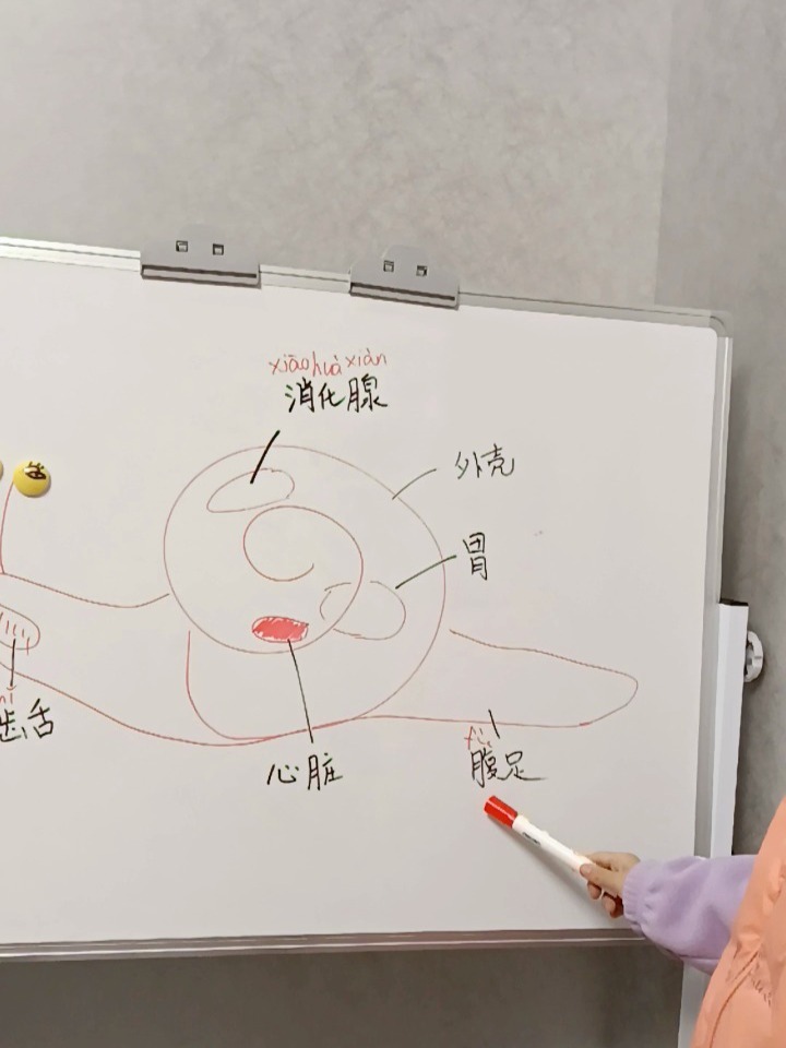 第61讲,「动物」蜗牛的结构
