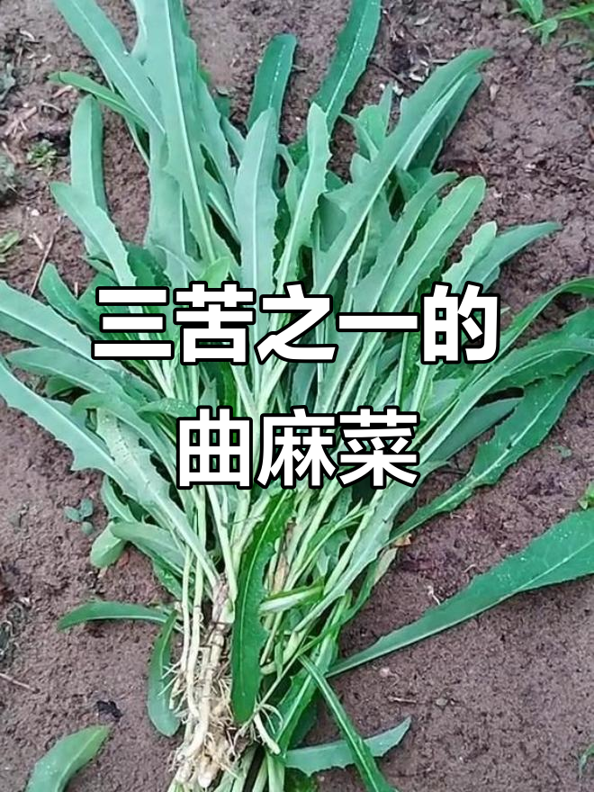 东北三苦之首:曲麻菜的独特魅力