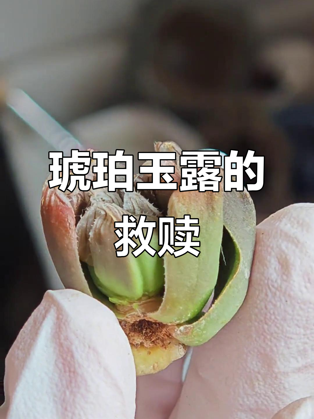 琥珀玉露重生记:根断了,但我不会放弃