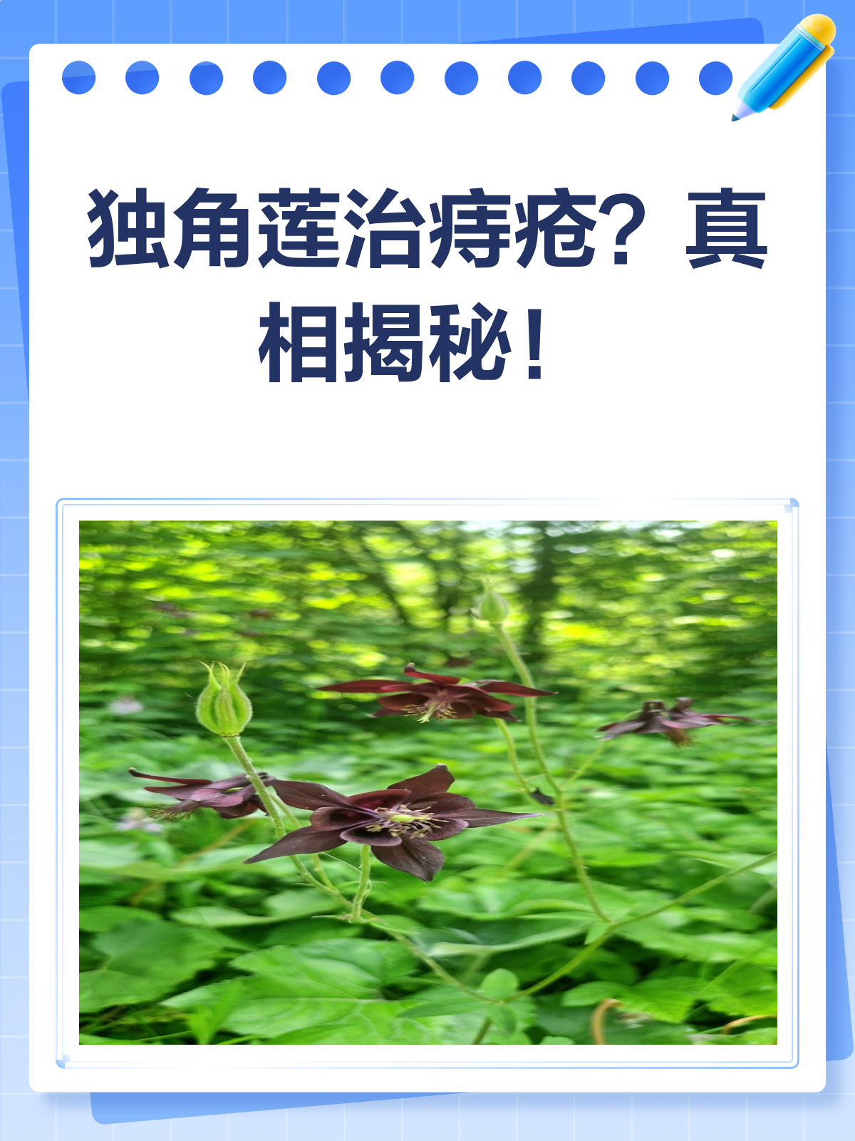 独角莲治痔疮?听听医生怎么说