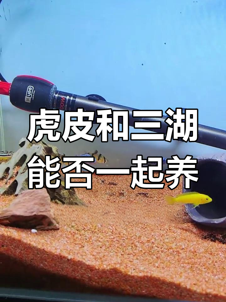 虎皮鱼与三湖慈鲷混养,能和平共处吗?