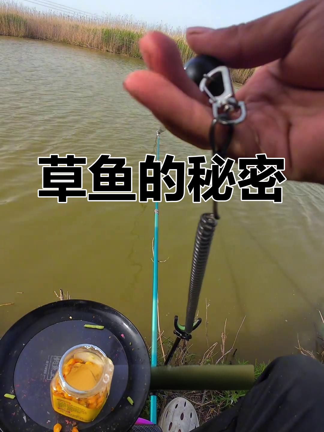 草鱼竟然开口说话,原来它更爱吃草而不是玉米!