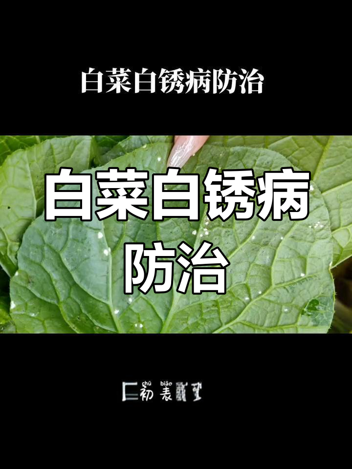 白菜白锈病防治全攻略