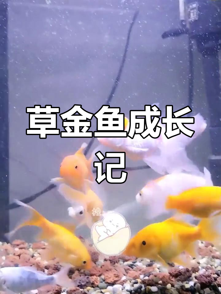 养草金鱼一年,从2公分到5公分的成长变化
