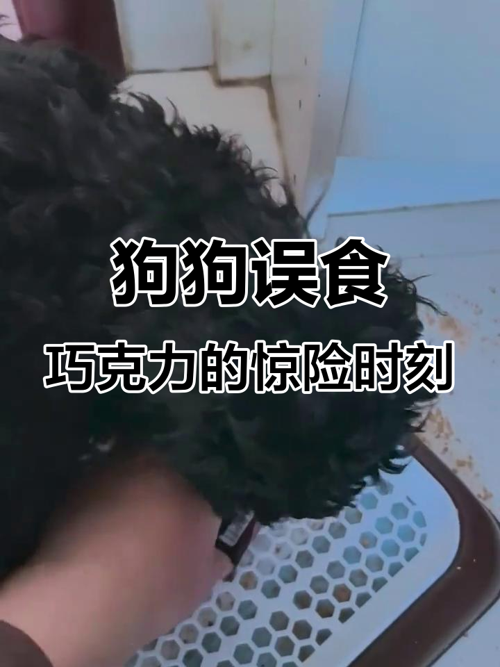 小狗偷吃巧克力威化,主人急得手足无措