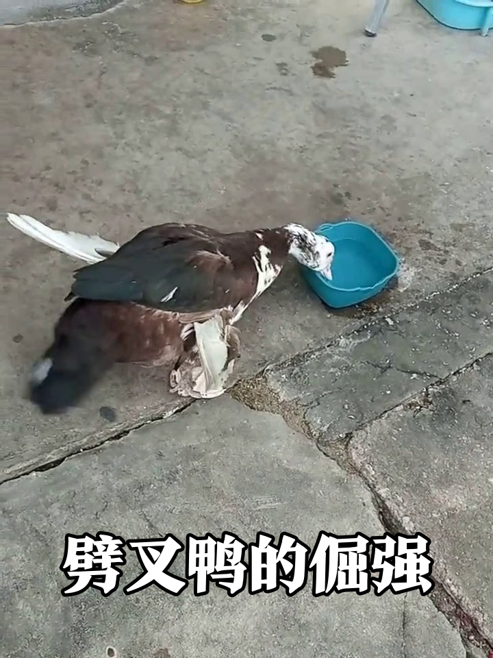 鸭子劈叉式走路笑翻网友,喝水姿势太倔强