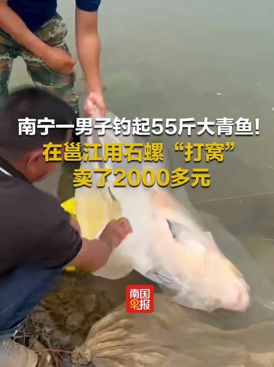 南宁一男子钓起55斤大青鱼!在邕江用石螺“打窝”,卖了2000多元 钓鱼南宁钓鱼人大鱼(记