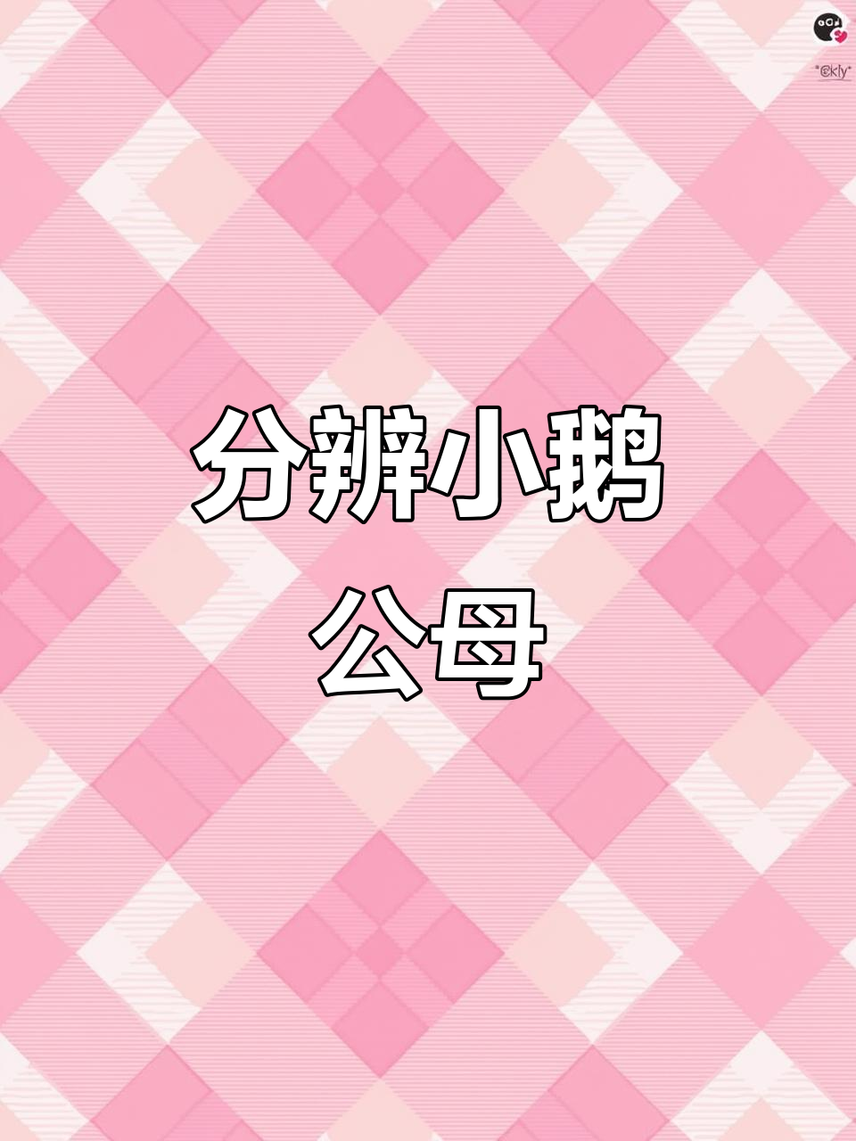 小鹅公母辨别技巧,一看就懂