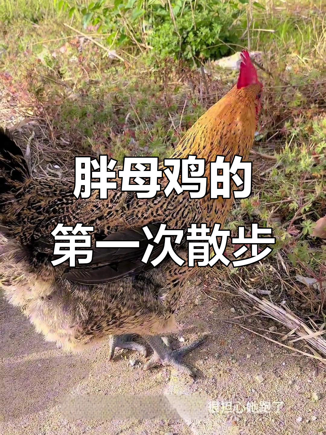胖母鸡首次出门,好奇又乖巧,脚趾变形让人心疼