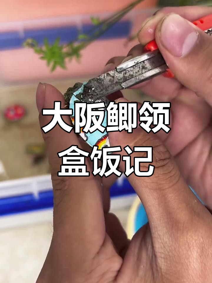鱼虾养殖日常:大阪鲫与斗鱼的生死时速,卡通乌龟去油漆大作战