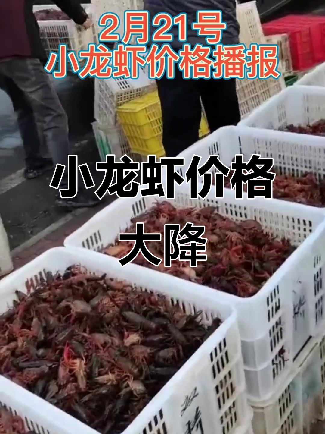 2月小龙虾价格暴跌,鄂湘皖中青虾苗全面下调
