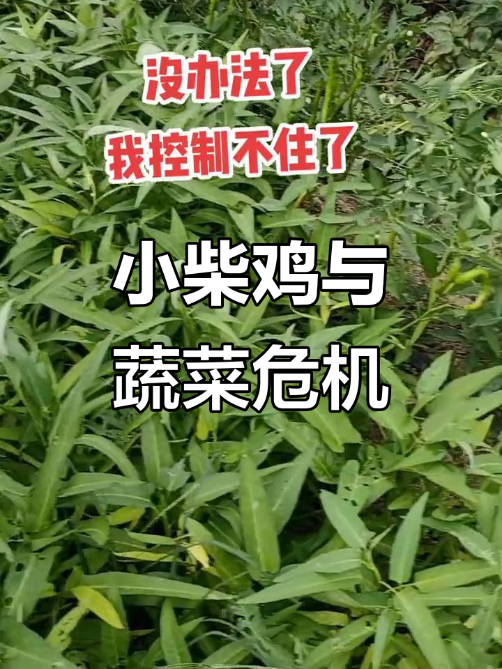 谁有卖小柴鸡苗？无公害青菜也难找了，真是让人头疼