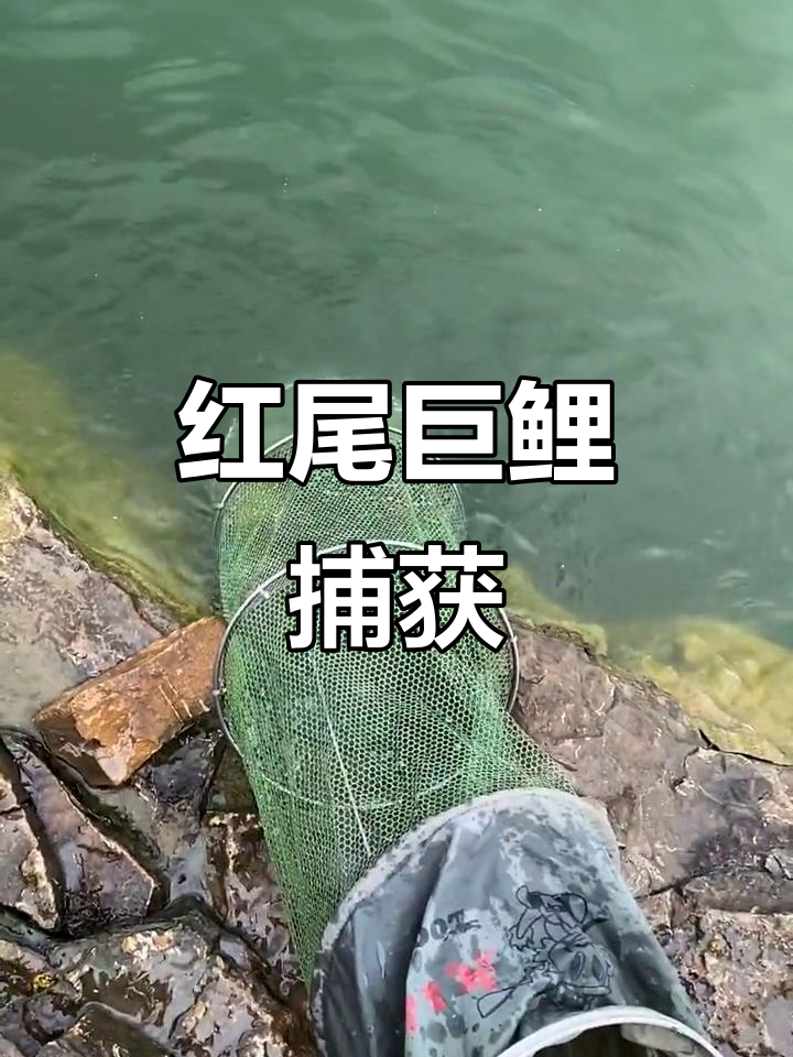 2020年6月30日营盘水库钓获十斤红尾鲤鱼