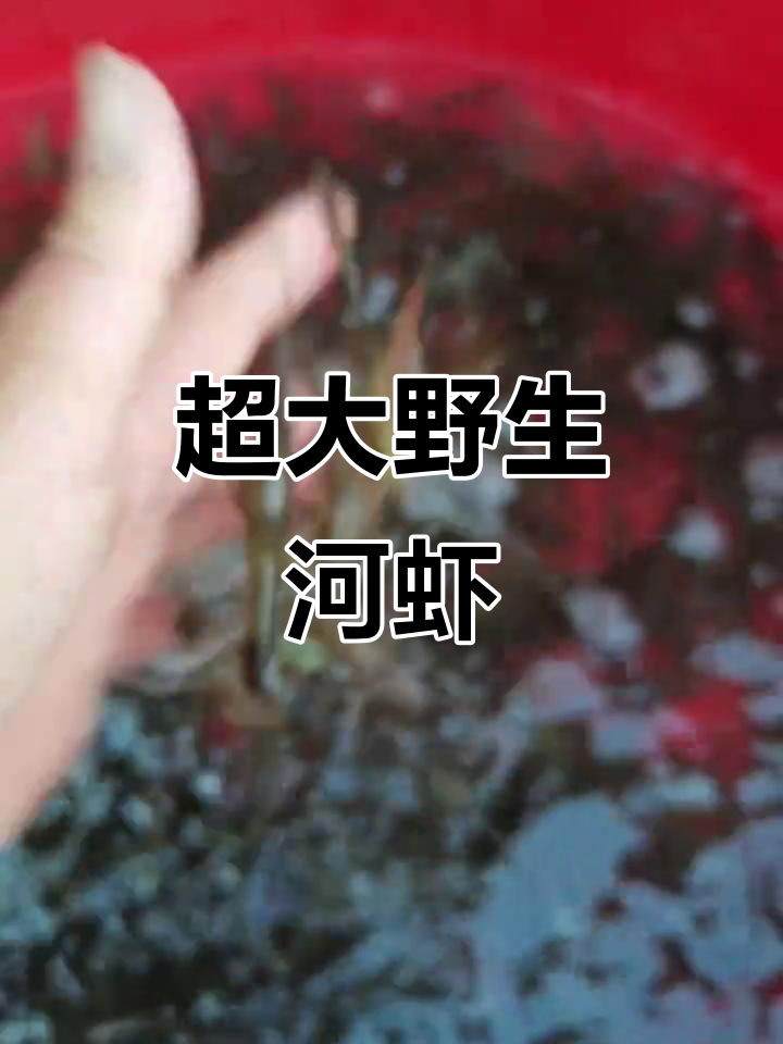 野生河虾大揭秘:60元一斤,个头惊人