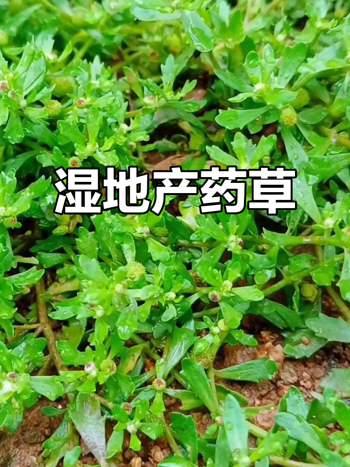 这种草本植物生长于湿地,具有药用价值