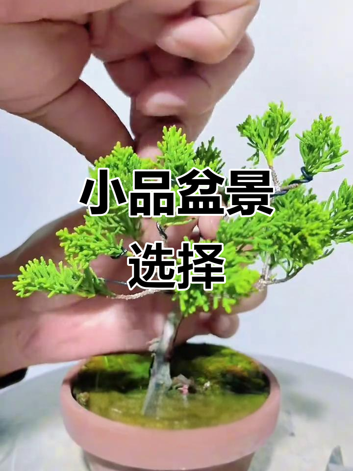 宫阪与八房米叶,哪个更适合做小盆景?