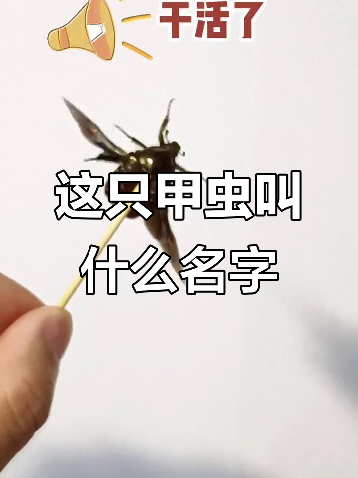 谁能认出这是什么甲虫?画画挑战,轻松搞定!