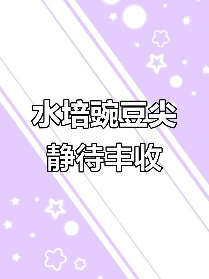 豌豆尖水培种植,耐心收获美味芽苗菜