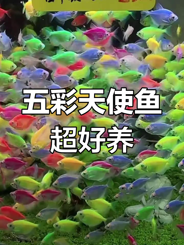 天使鱼:冬季也能轻松养的五彩精灵