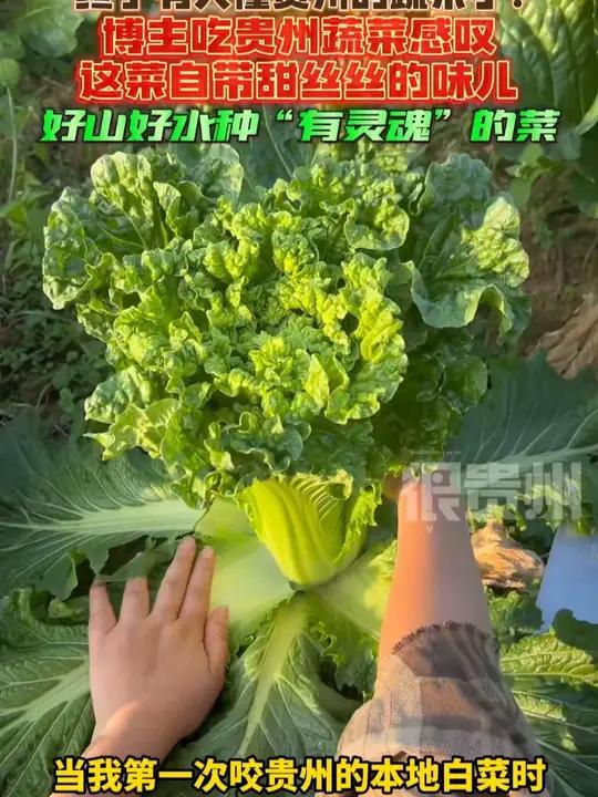 终于有人懂贵州的蔬菜了！博主吃贵州蔬菜感叹这菜自带甜丝丝的味儿，好山好水种“有灵魂”的菜