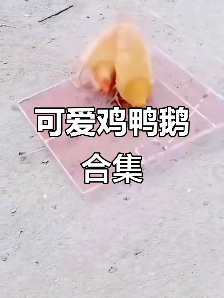 鸡鸭鹅大集合,萌态十足!