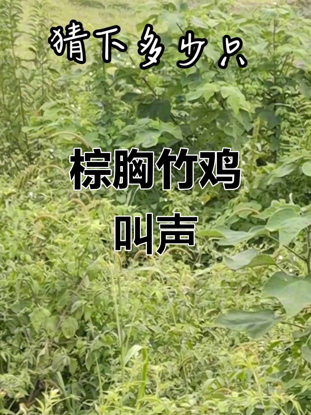 棕胸竹鸡搞笑叫声，秒接“屁屁”回应