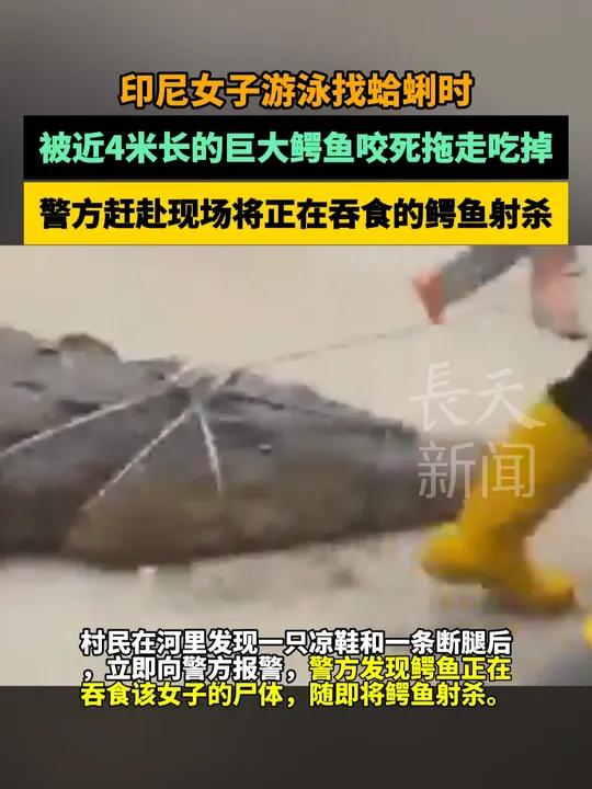 印尼女子游泳找蛤蜊时被近4米长的巨大鳄鱼拖走吃掉,警方赶赴现场发现鳄鱼正在吞食尸体,果断将