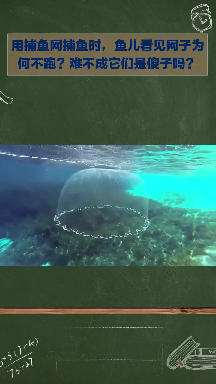 用捕鱼网捕鱼,鱼儿见网为何不跑?难道它们是傻子?