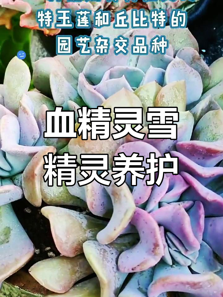 雪精灵多肉:从粉青到粉紫的美丽转变,养护技巧全揭秘