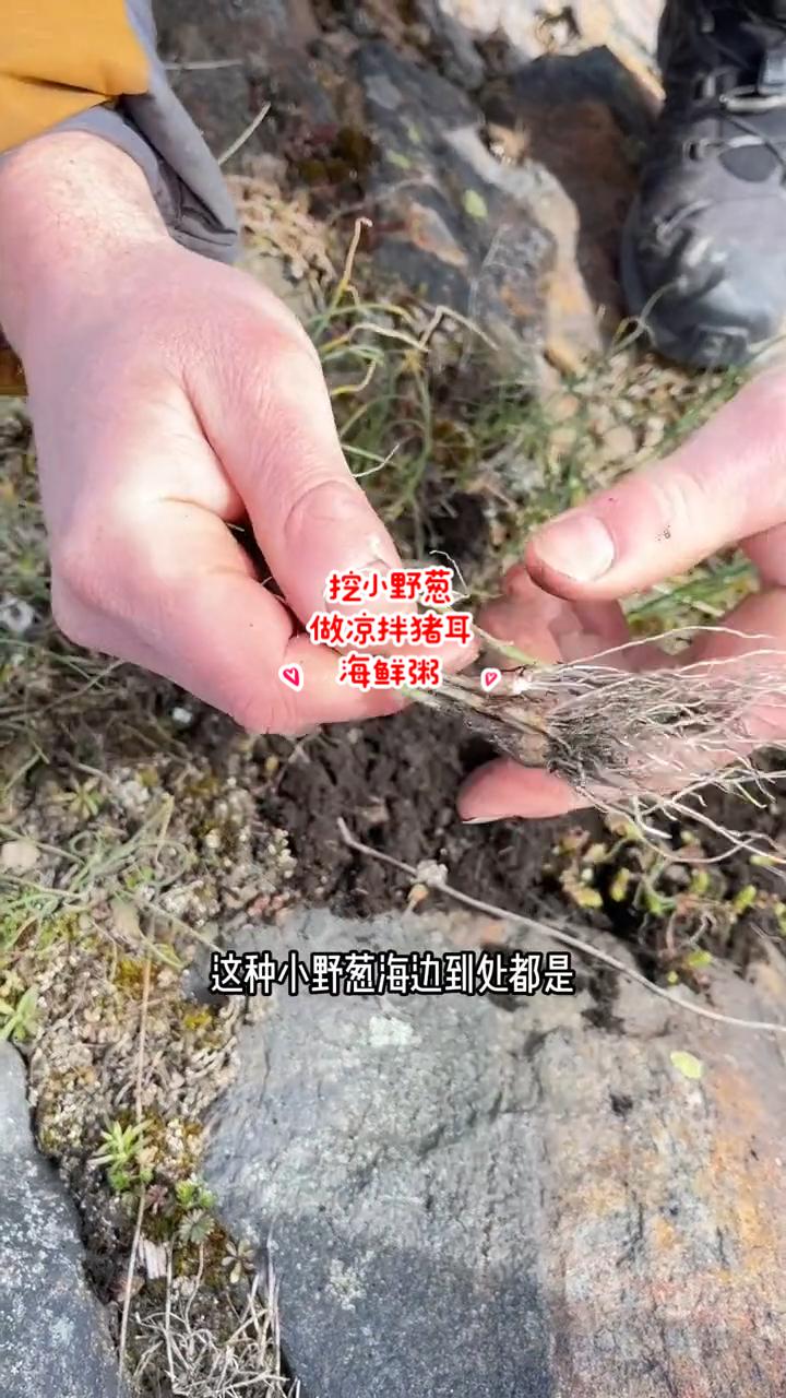 挖野菜发现野葱，拌菜炖粥鲜香美味