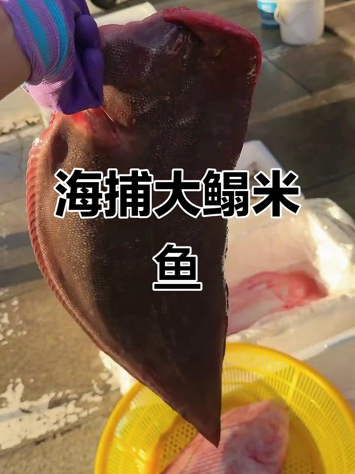 新鲜海捕大鳎米鱼，四斤多巨无霸沙丁鱼来袭！