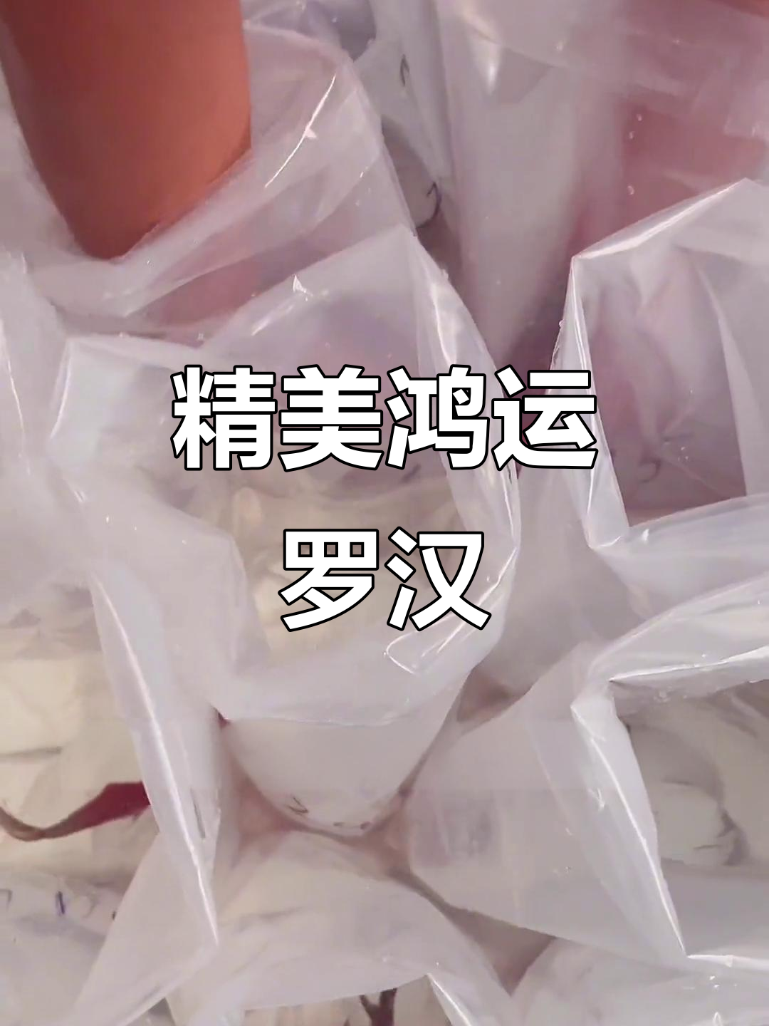 10-12寸鸿运罗汉鱼,颜色亮丽大拉线惊艳!