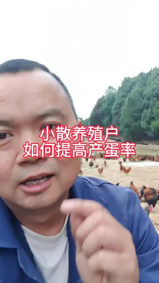 散养鸡如何提高产蛋率，多捡鸡蛋