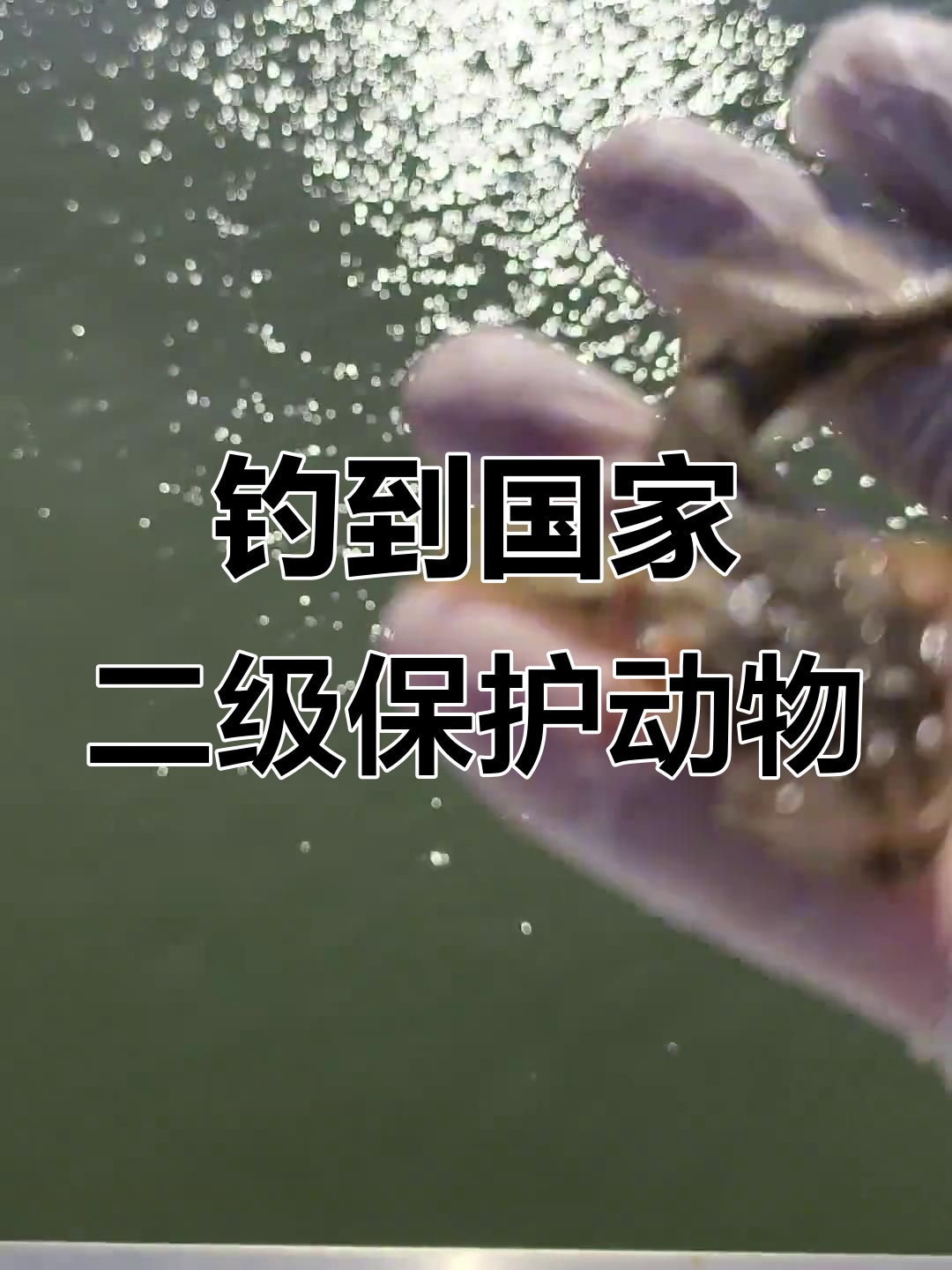 松江鲈鱼是保护动物?钓鱼也能遇到!