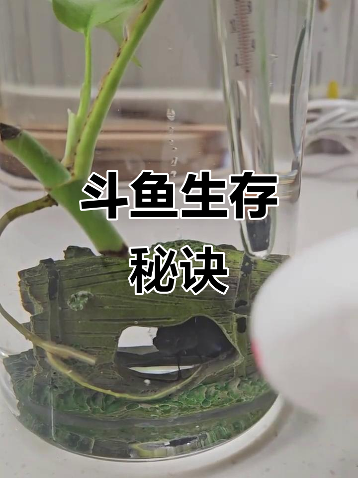 斗鱼在20度左右也能活,只是发情少了些