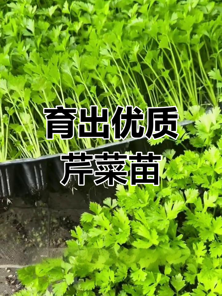 芹菜苗育苗技巧分享