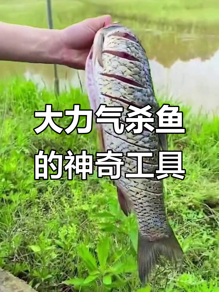 厨房必备神器,轻松杀鱼不费力