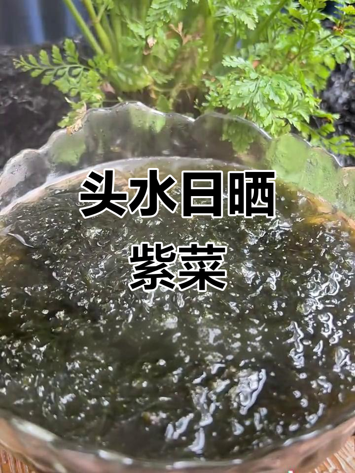 日晒紫菜,营养又美味!头水干品免洗直接吃