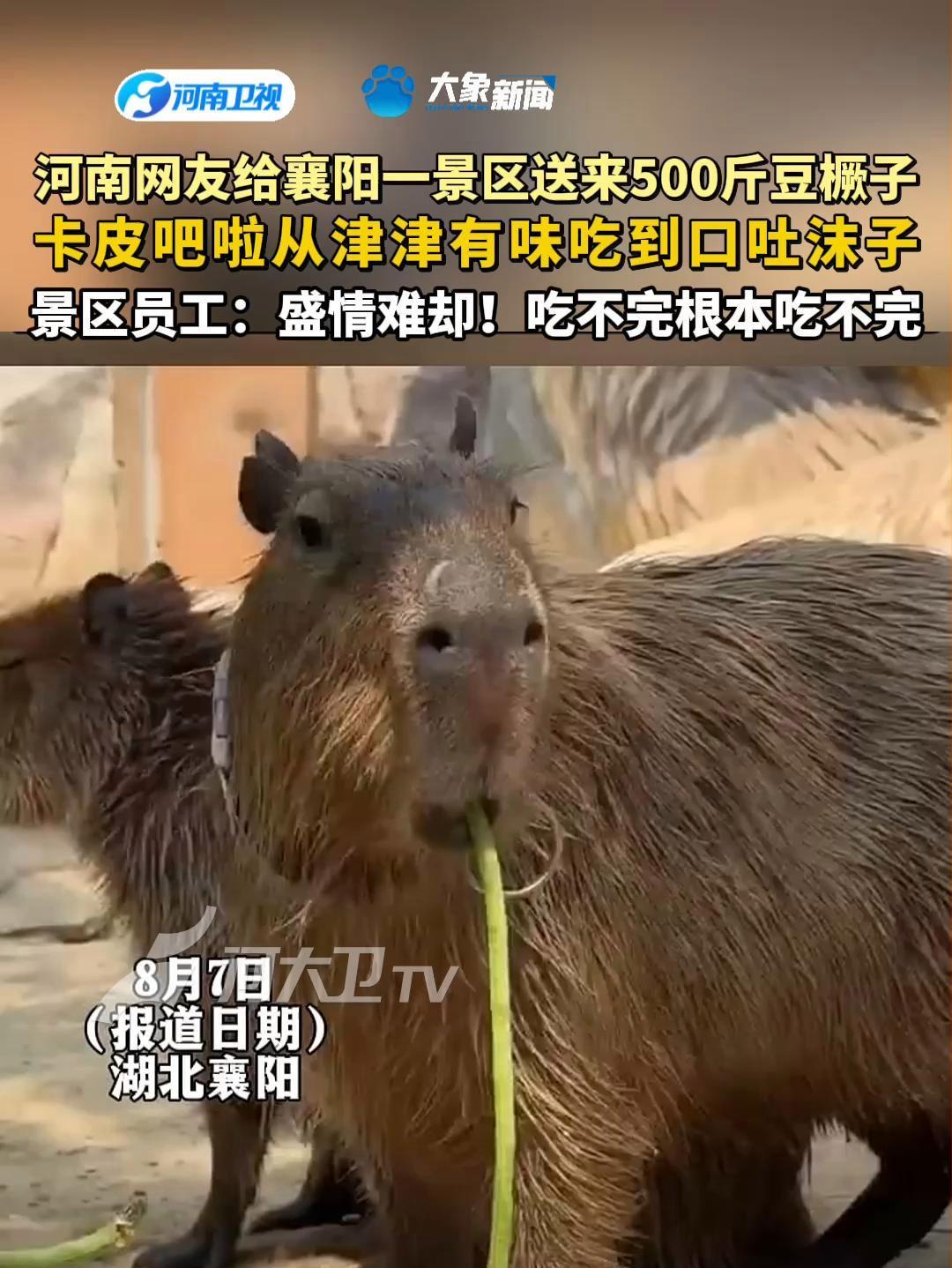 河南网友给襄阳一景区送来500斤豆橛子 卡皮吧啦从津津有味吃到口吐沫子 景区员工：盛情难却