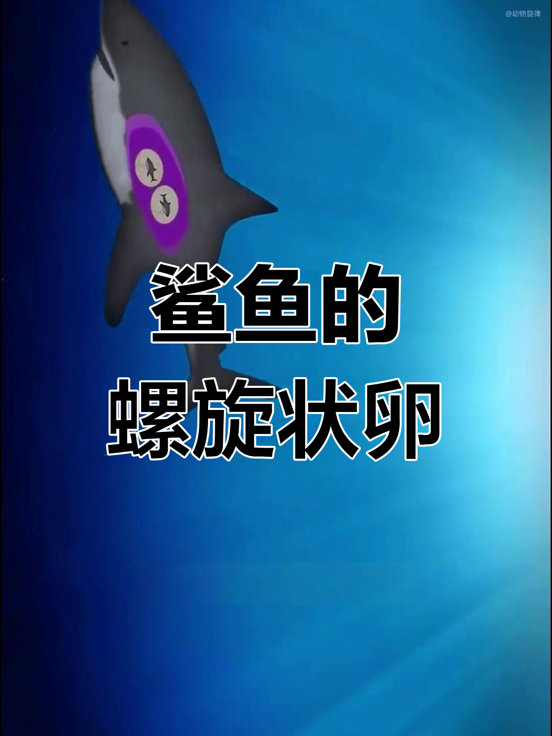 鲨鱼卵的奇特螺旋形状,揭秘虎鲨繁殖方式