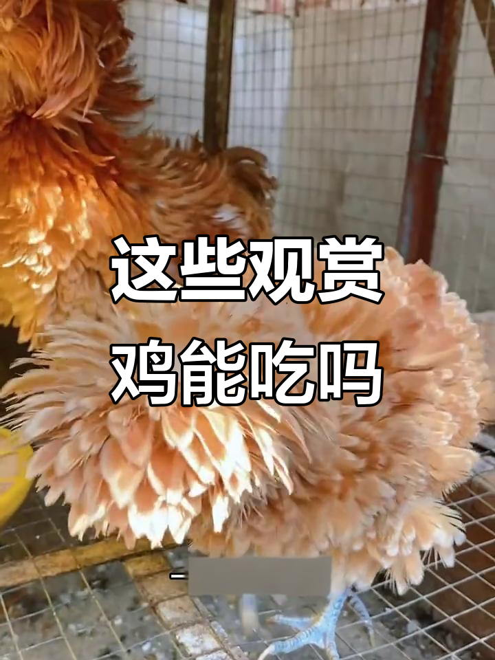 观赏鸡能吃吗?菊花、龙鳞和绣球品种大揭秘