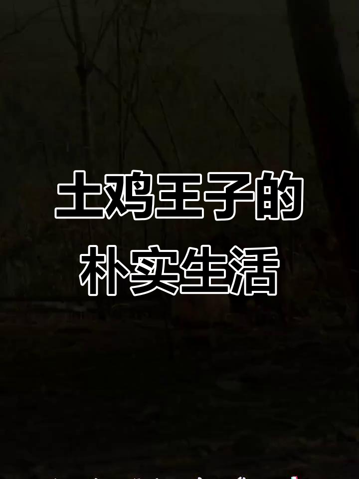 皖南土鸡王子的一天:巡视山林,魅力十足