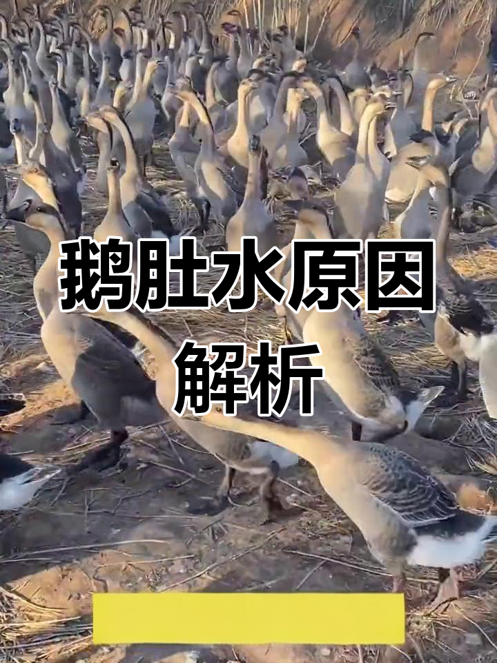 鹅肚子积水的原因及应对
