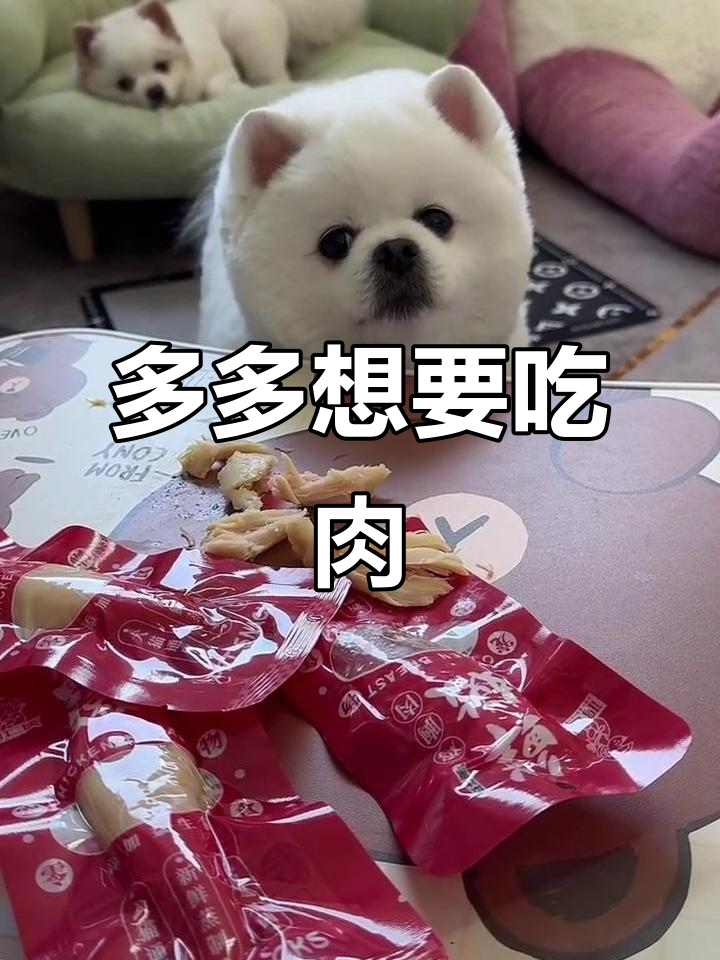 狗狗泪痕来找我,多多想吃肉肉的搞笑日常